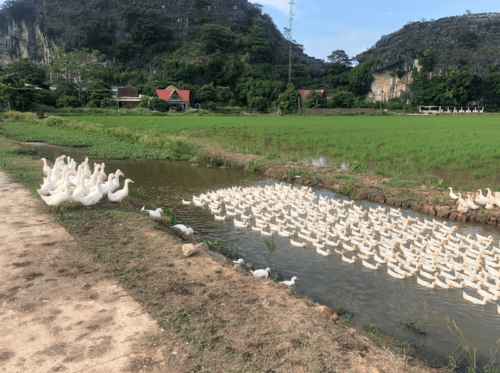 Ninh binh-Trang an risaie vietnam oche