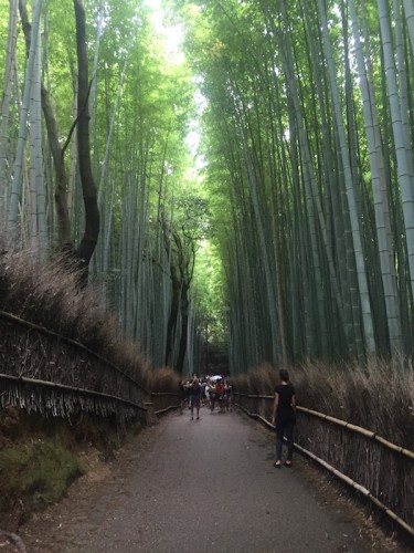 arashiyama9116 