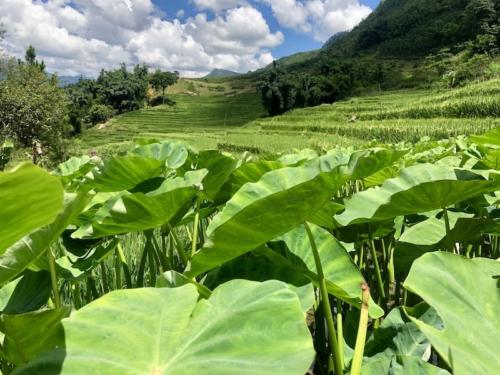 sapa sa pa vietnam risaie trekking 8